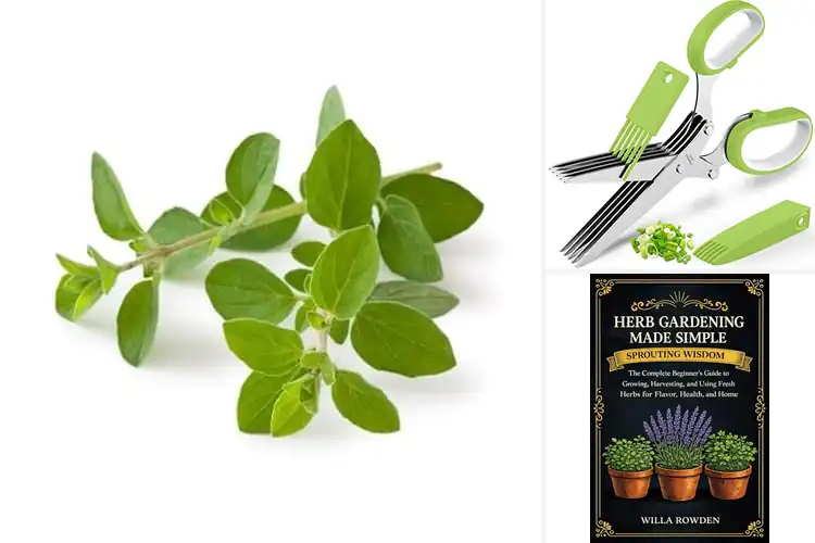 Detailed view of Best Cut Fresh Oreganos: Simple Guide to Flavorful Cooking