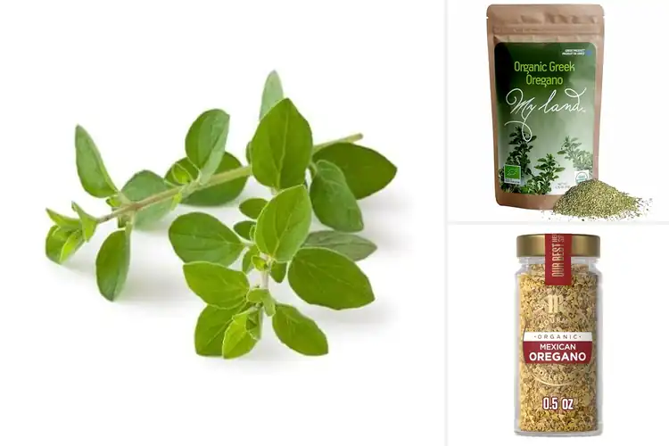 Detailed view of Best Fresh Organic Oregano Pouches